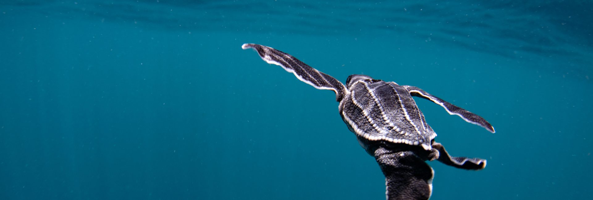 Go Diving and Swimming with Leatherback Sea Turtles