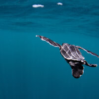 Leatherback-sea-turtle-PADI