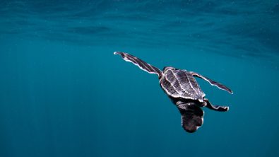 Leatherback-sea-turtle-PADI