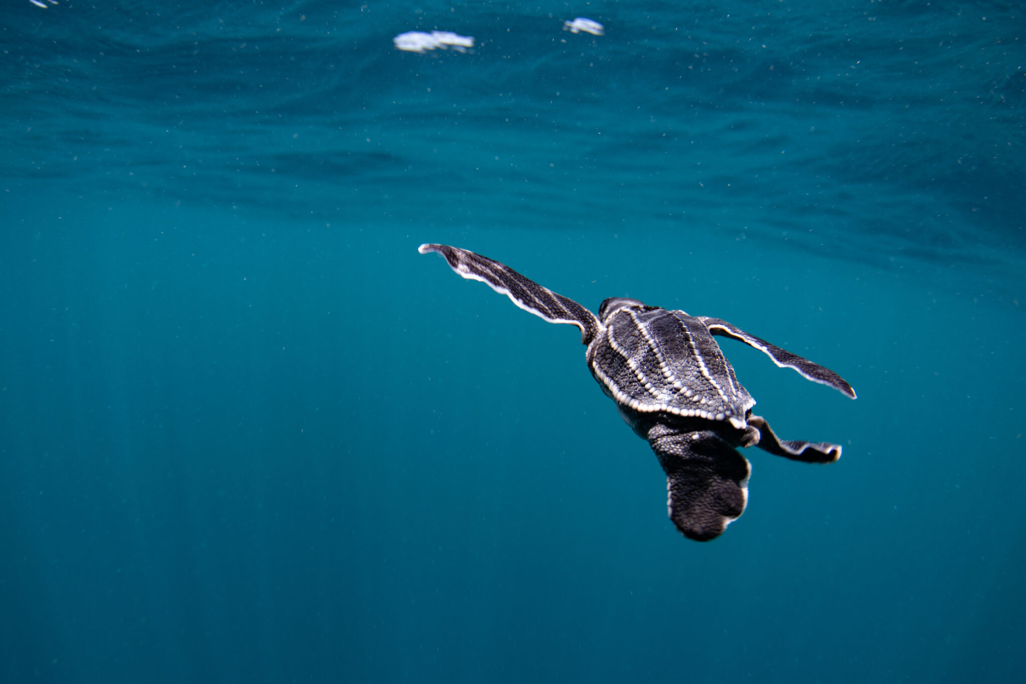 Leatherback-sea-turtle-PADI