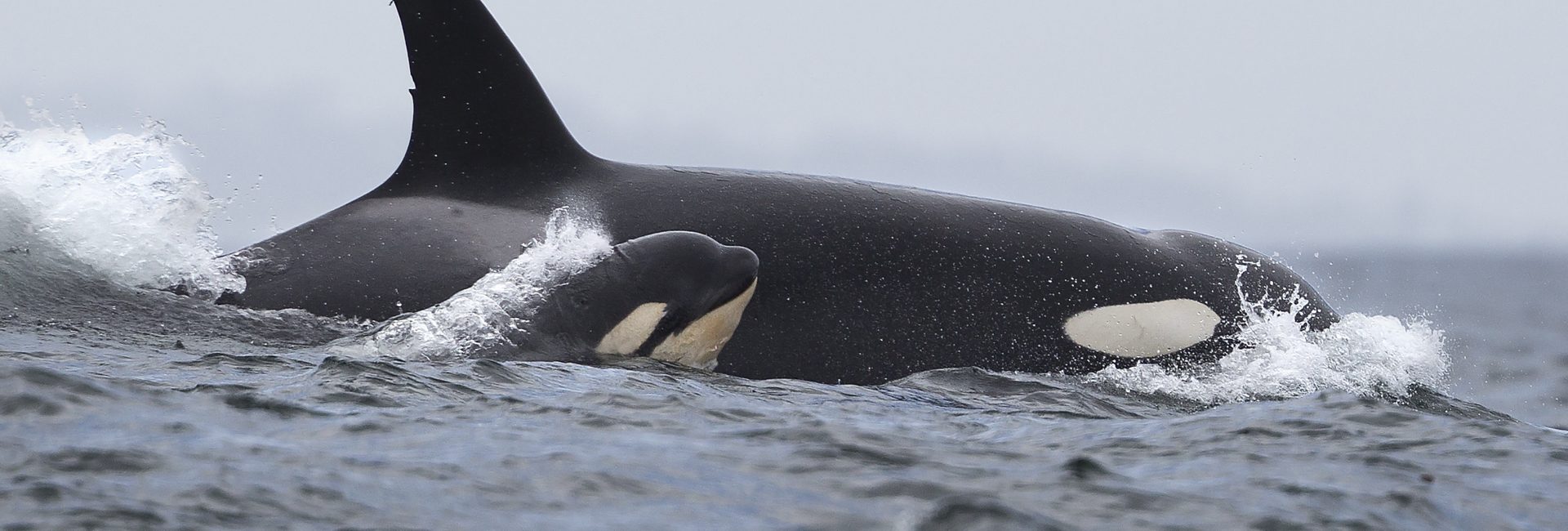 Ain’t No Mother Like An Orca
