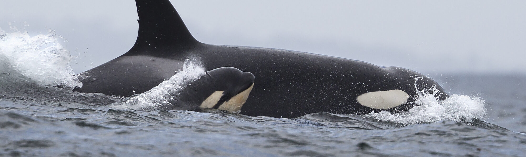 Ain’t No Mother Like An Orca