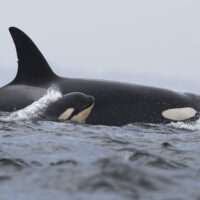 Ain't no mother like an orca
