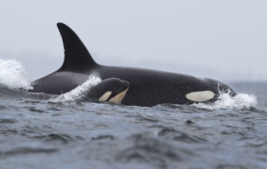 Ain't no mother like an orca