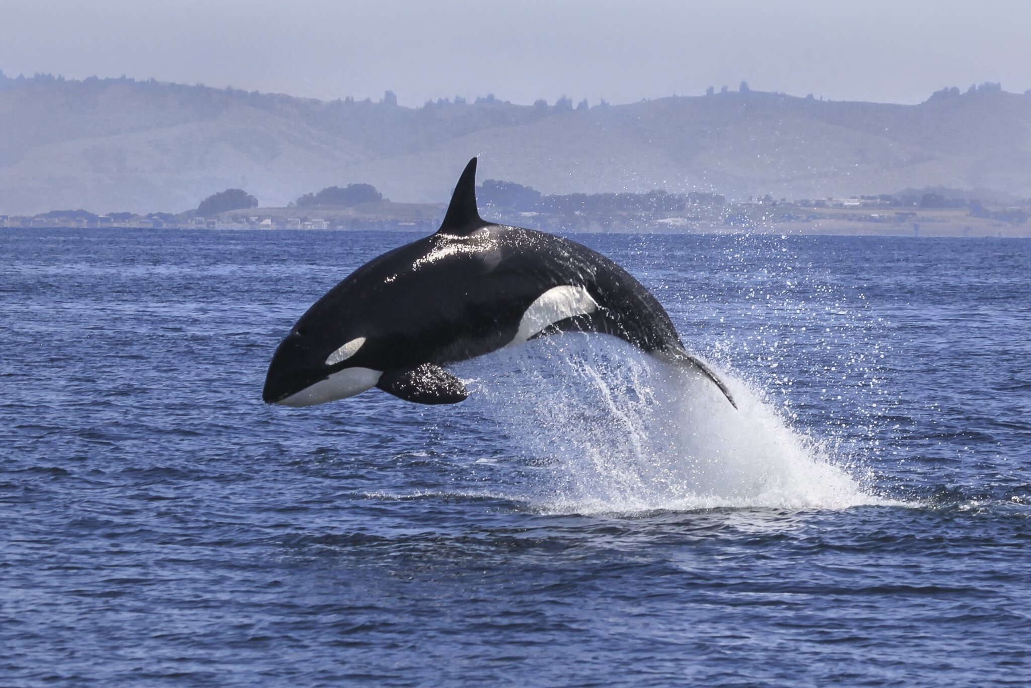 An orca (also called a killer whale or blackfish) breaching, and an example of the same animals with different names
