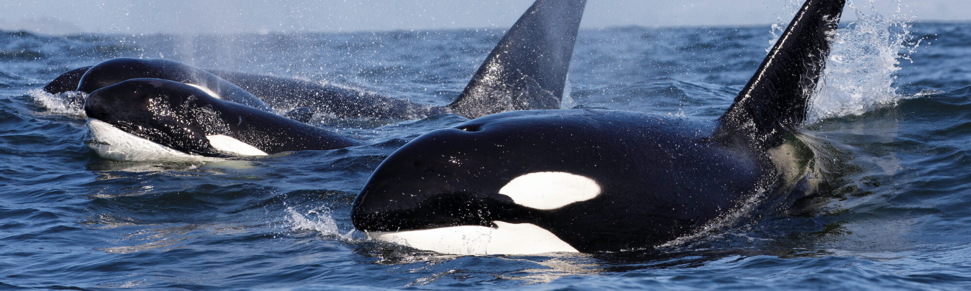 Northern Tales: From Cold-Water Diving to Arctic Orcas