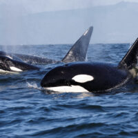 Ain't No Mother Like An Orca