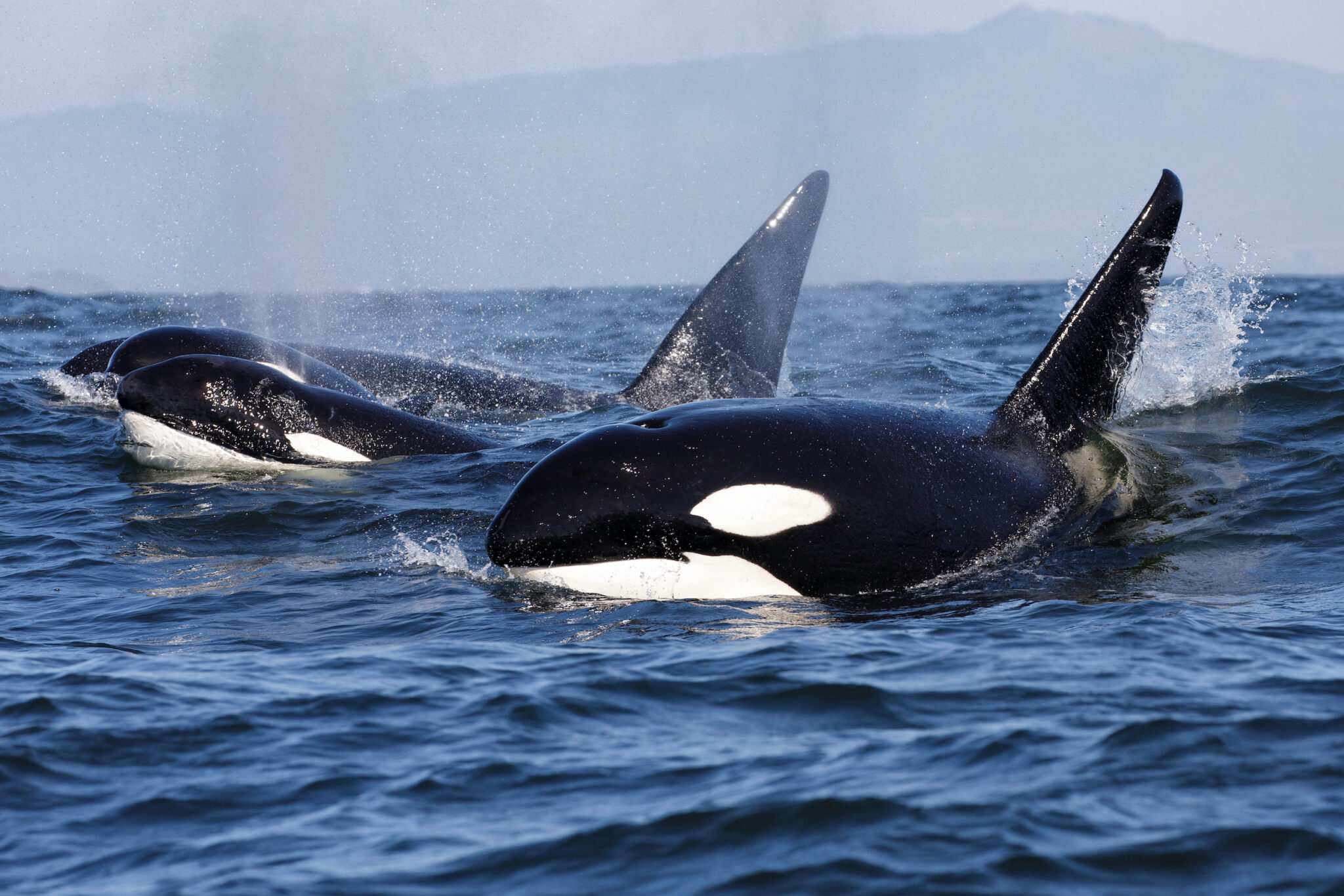 Ain't No Mother Like An Orca