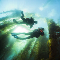 Two scuba divers in a California kelp forest