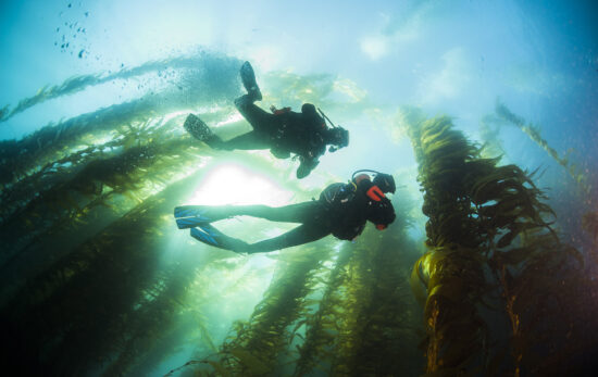Two scuba divers in a California kelp forest
