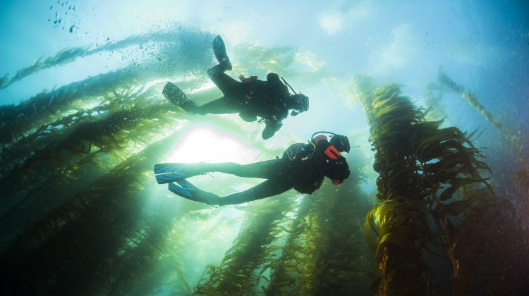 Two scuba divers in a California kelp forest