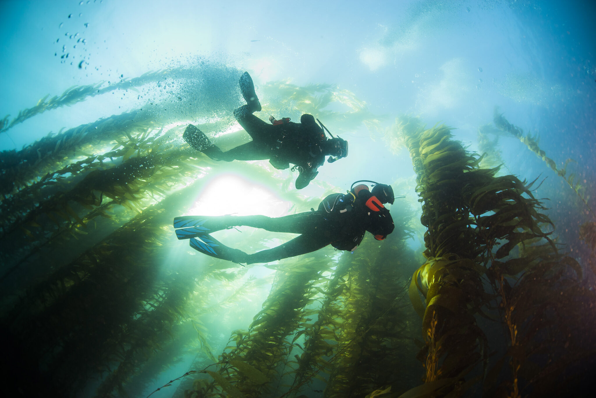 Two scuba divers in a California kelp forest