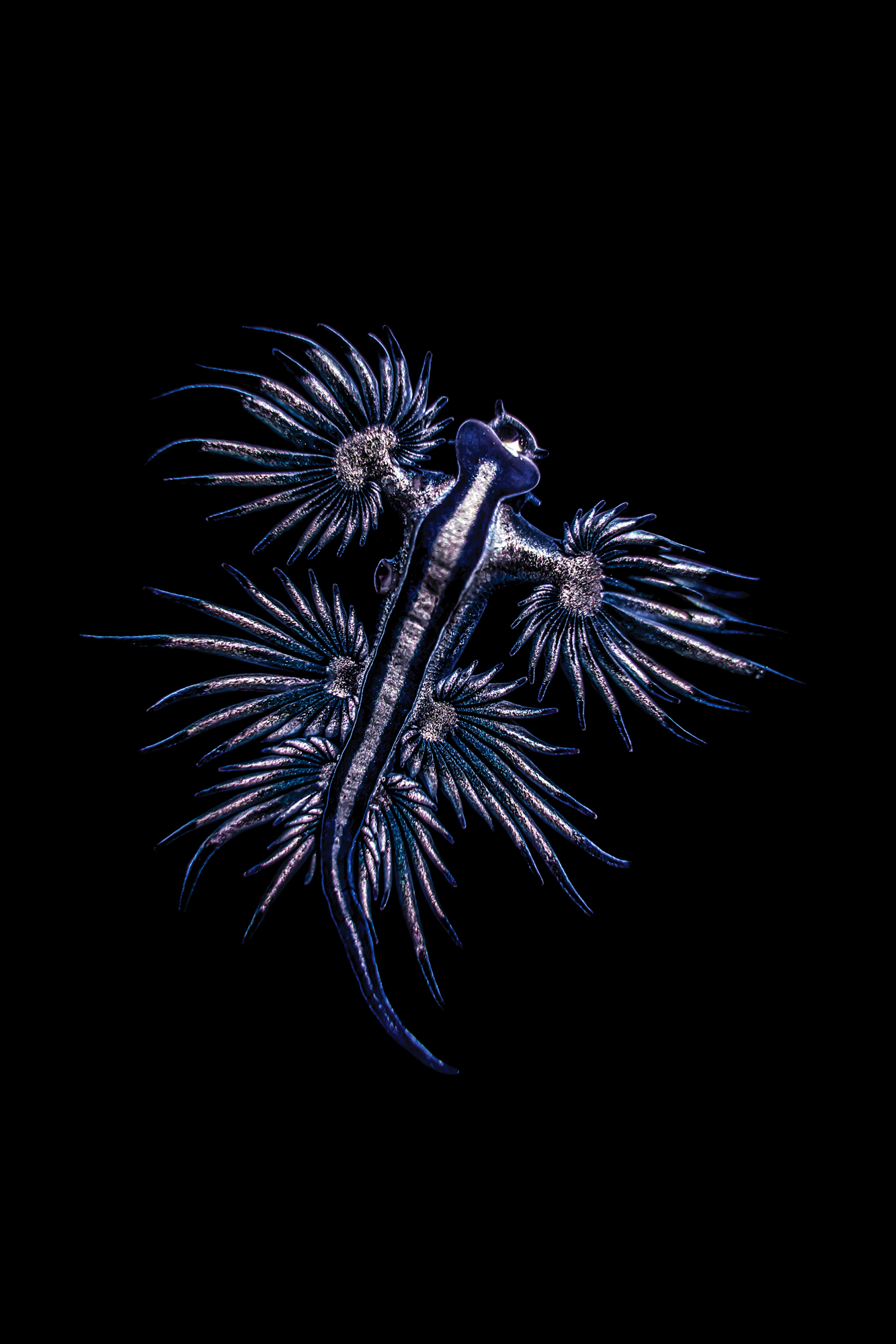 best underwater images blue dragon