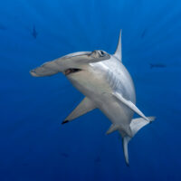 ScallopedHammerhead_Shutterstock