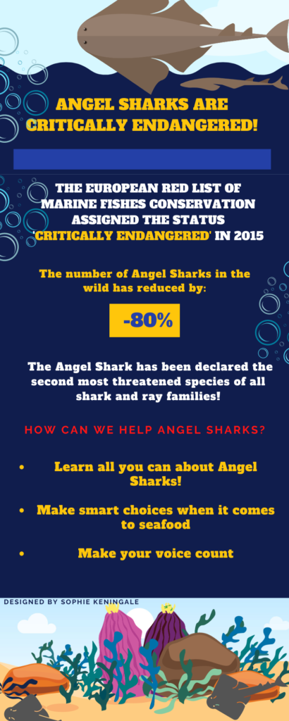 angel sharks infographic