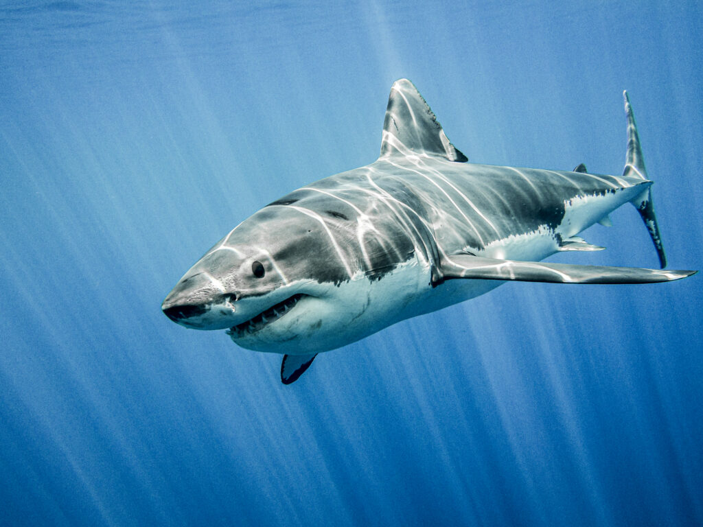 Sottobicchiere Great White Shark – Regalo Per Sub E Amanti Dello Squalo – 9,5x9,5 Cm – Finitura Lucida, Retro In Sughero