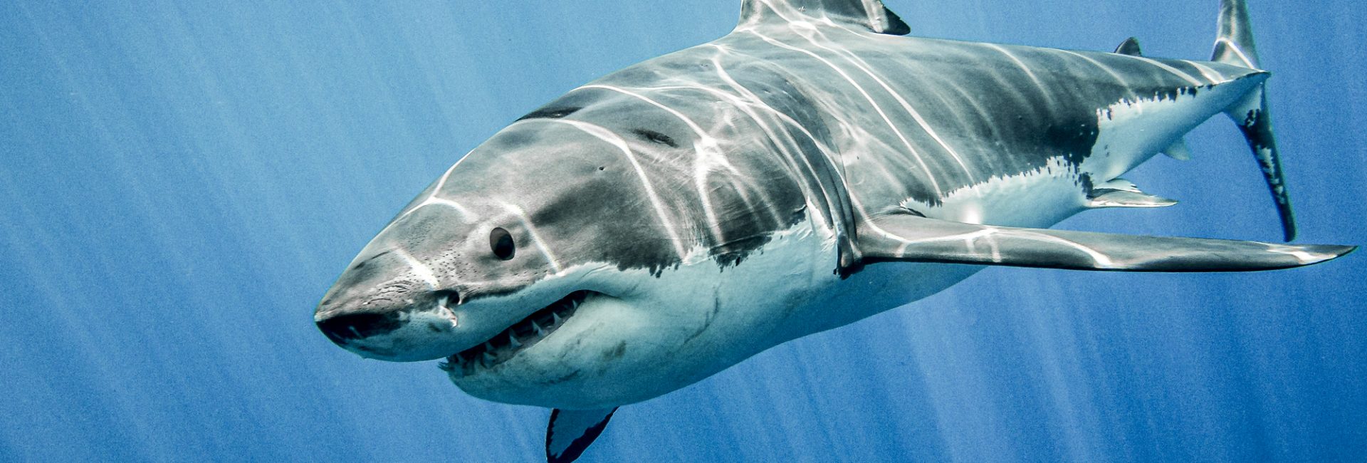 So Wird Man Zum Shark Ambassador
