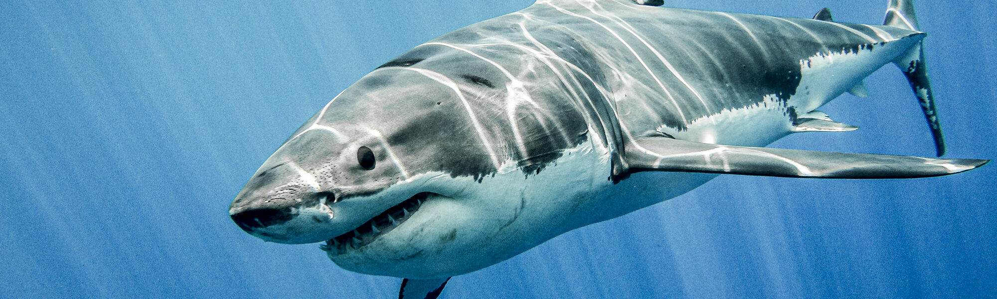 Great White Sharks: The World’s Best Dive Spots