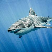 great-white-shark-underwater-ocean