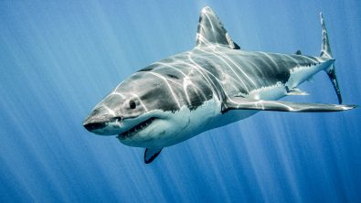 great-white-shark-underwater-ocean