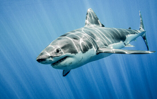 great-white-shark-underwater-ocean