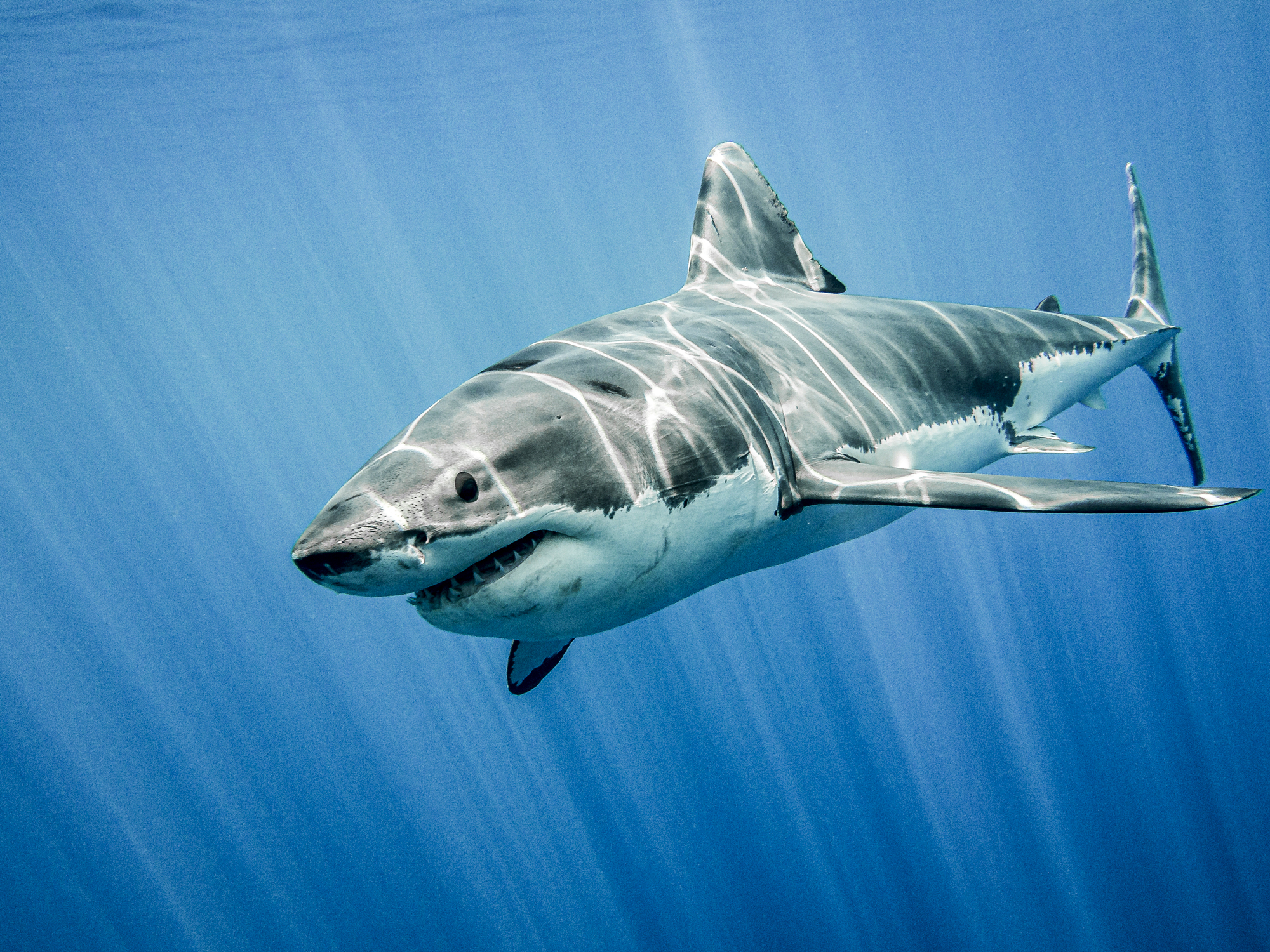 A great white shark in the open ocean is illuminated by the sun's rays in Cape Town, one of the world's top shark locations