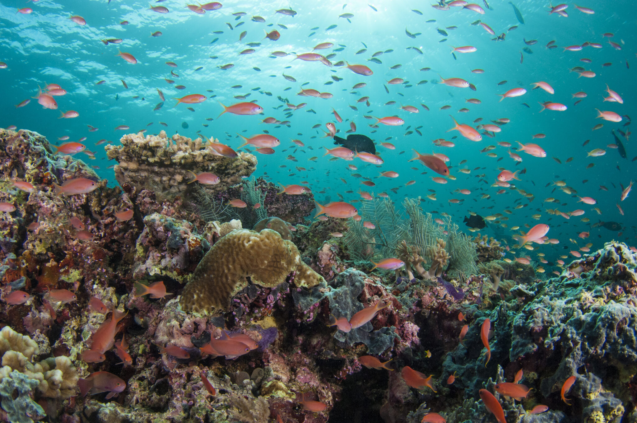 'borneo Ocean Diaries' Explores Learning To Dive And Malaysia’s Marine 