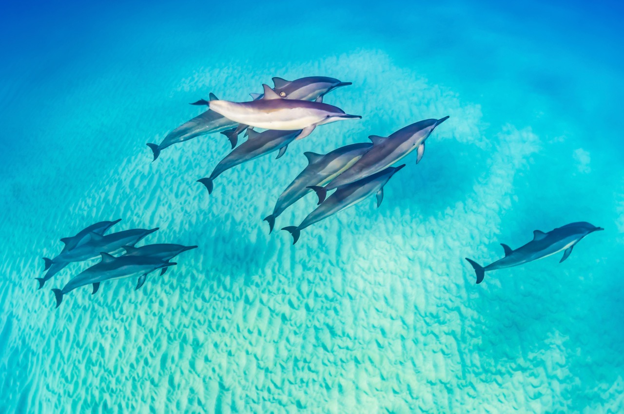 dolphins spotted while diving in Marsa Alam, Egypt