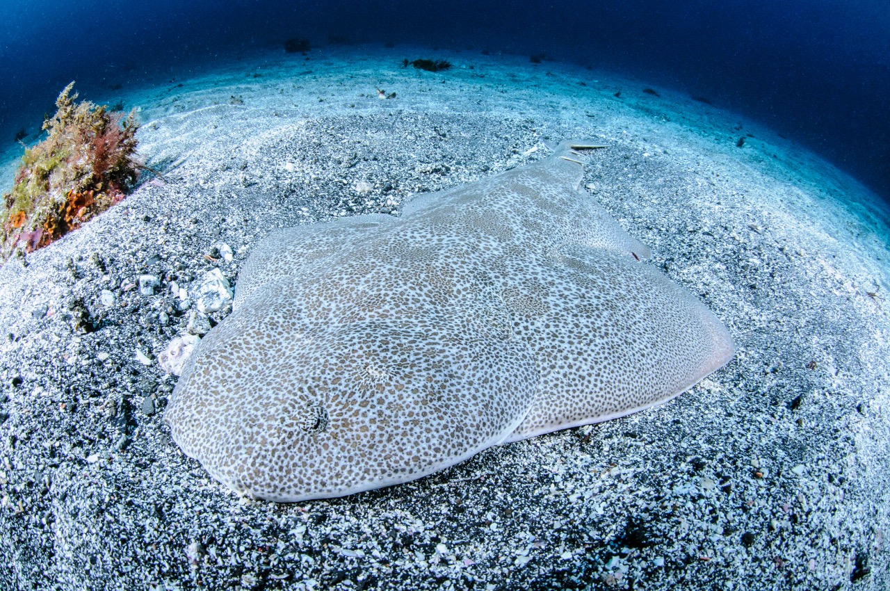 Морской ангел Скат