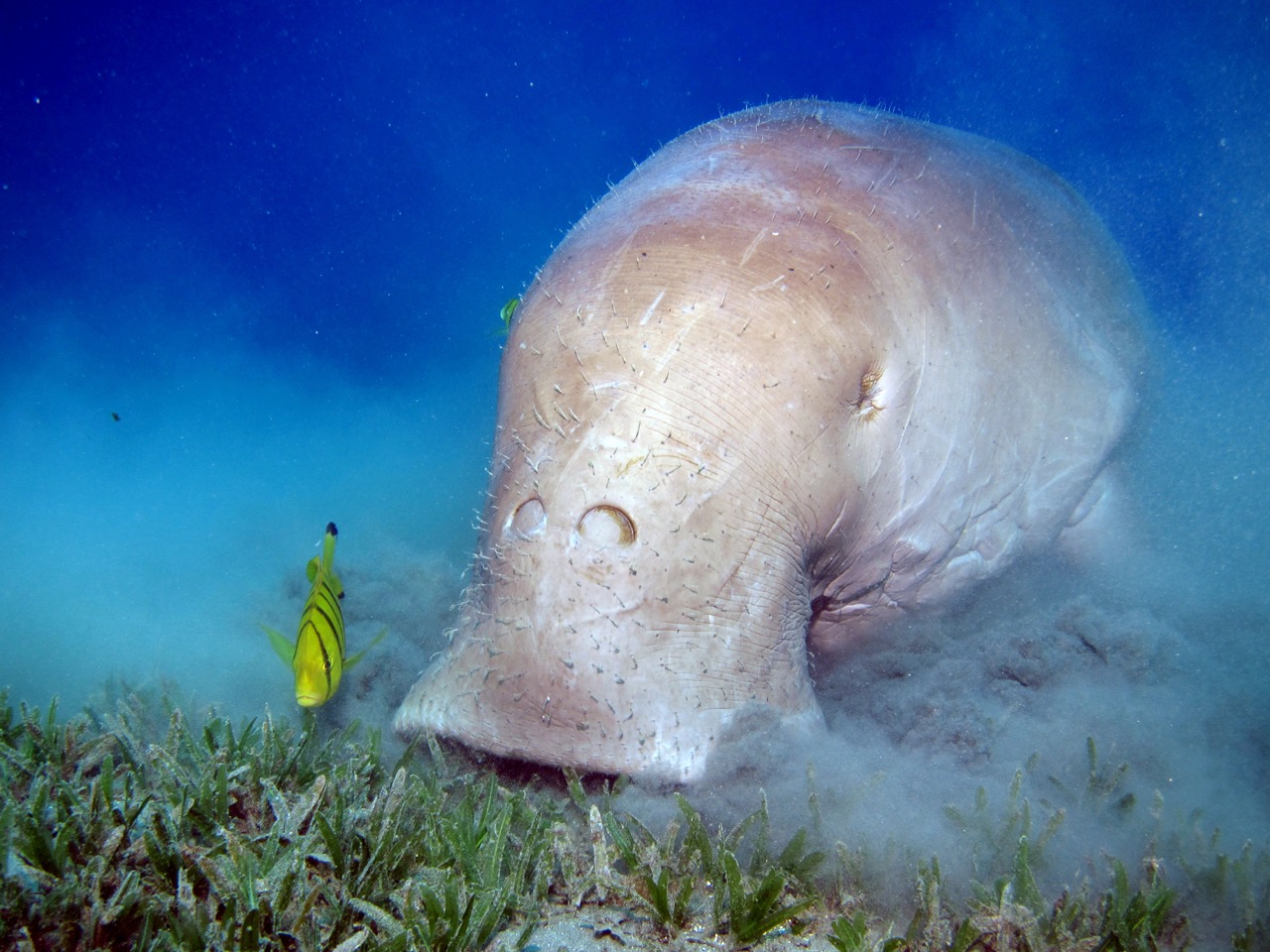 Dugong spotted while diving in Marsa Alam, Egypt
