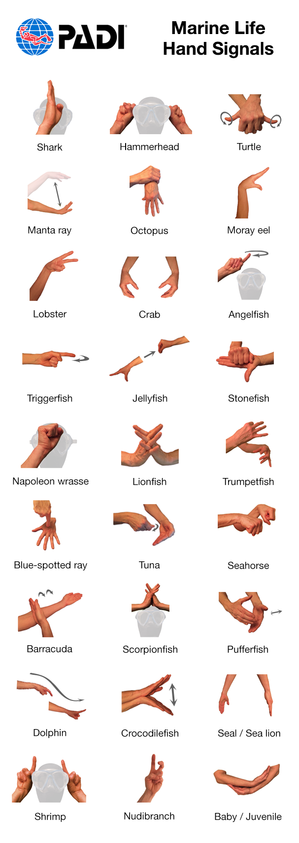 An infographic with examples of different marine life hand signals for scuba divers to use to point out underwater sea life