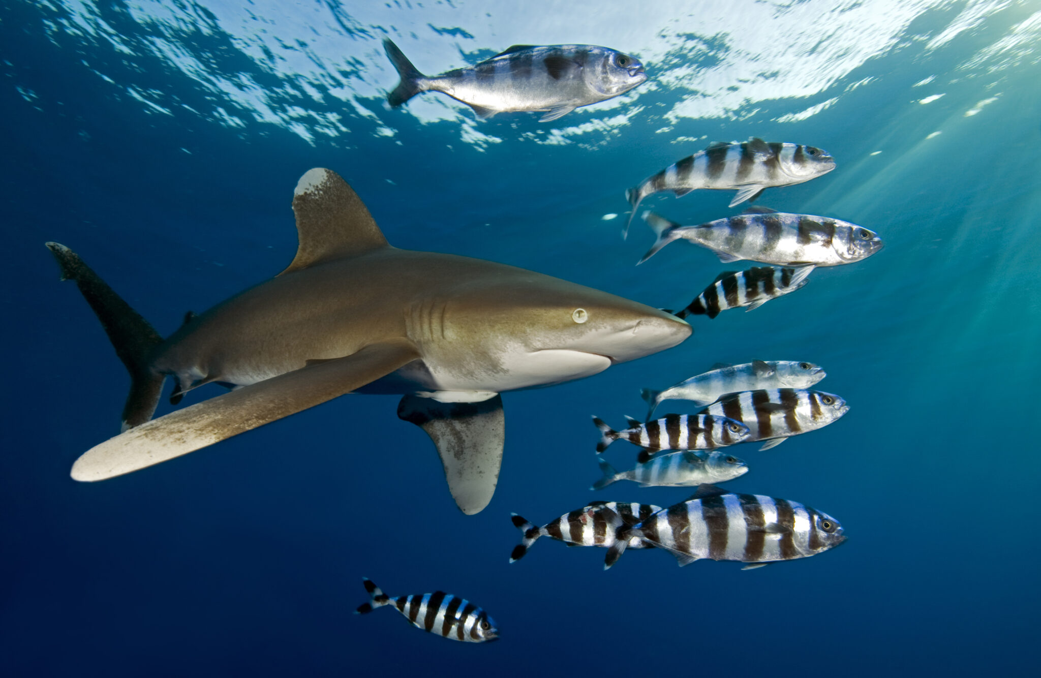white tip shark with fish