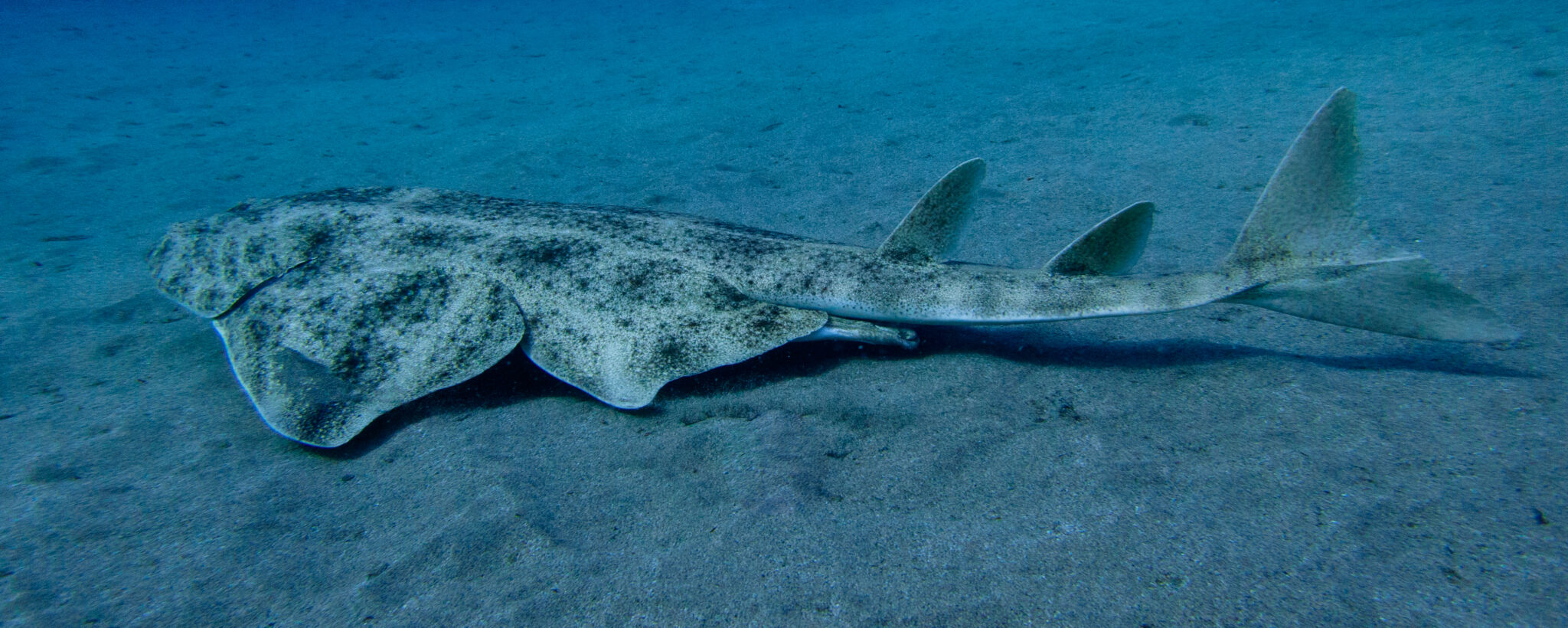 Рыба морской ангел Средиземное море