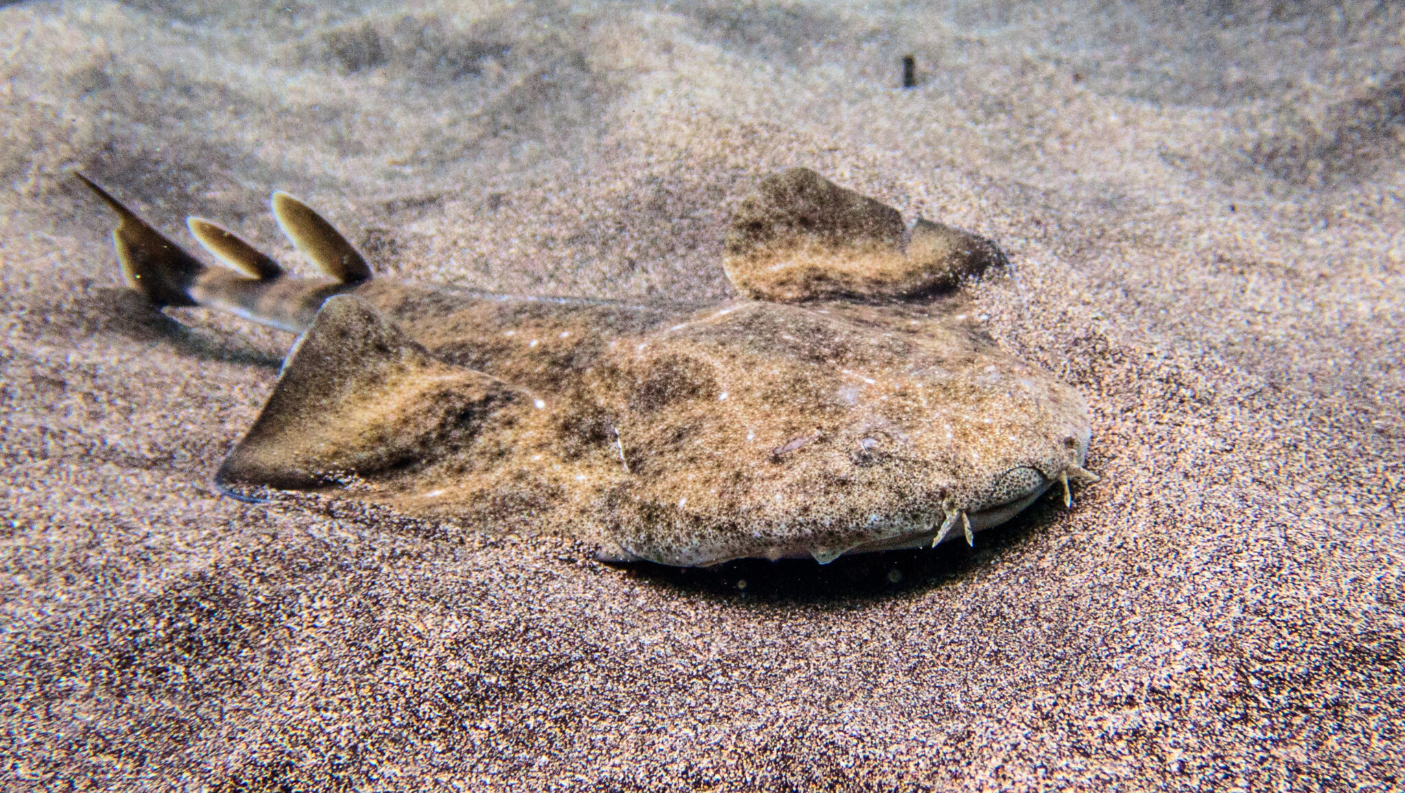 Facts: The Angel Shark  Quick facts about this bottom-dwelling