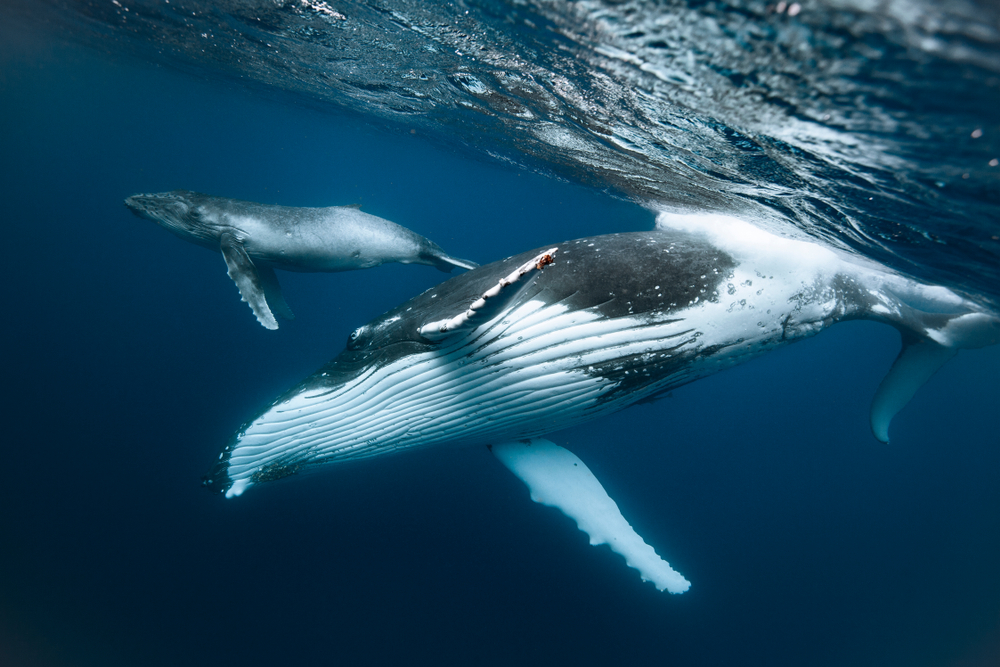 A humpback whale and her calf, often seen in Mexico in February when peak whale watching season is on the underwater calendar