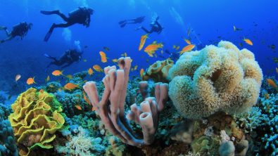 reef hurghada
