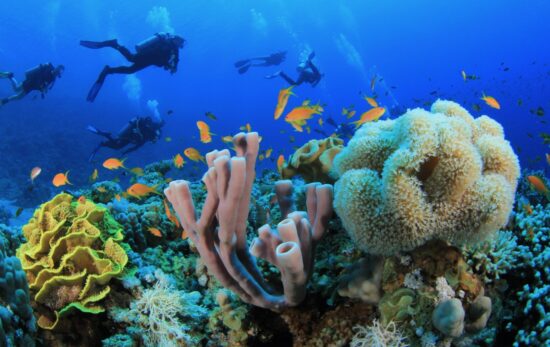 Scuba Diving in Marsa Alam Egypt over Coral Reef with Fish underwater in ocean