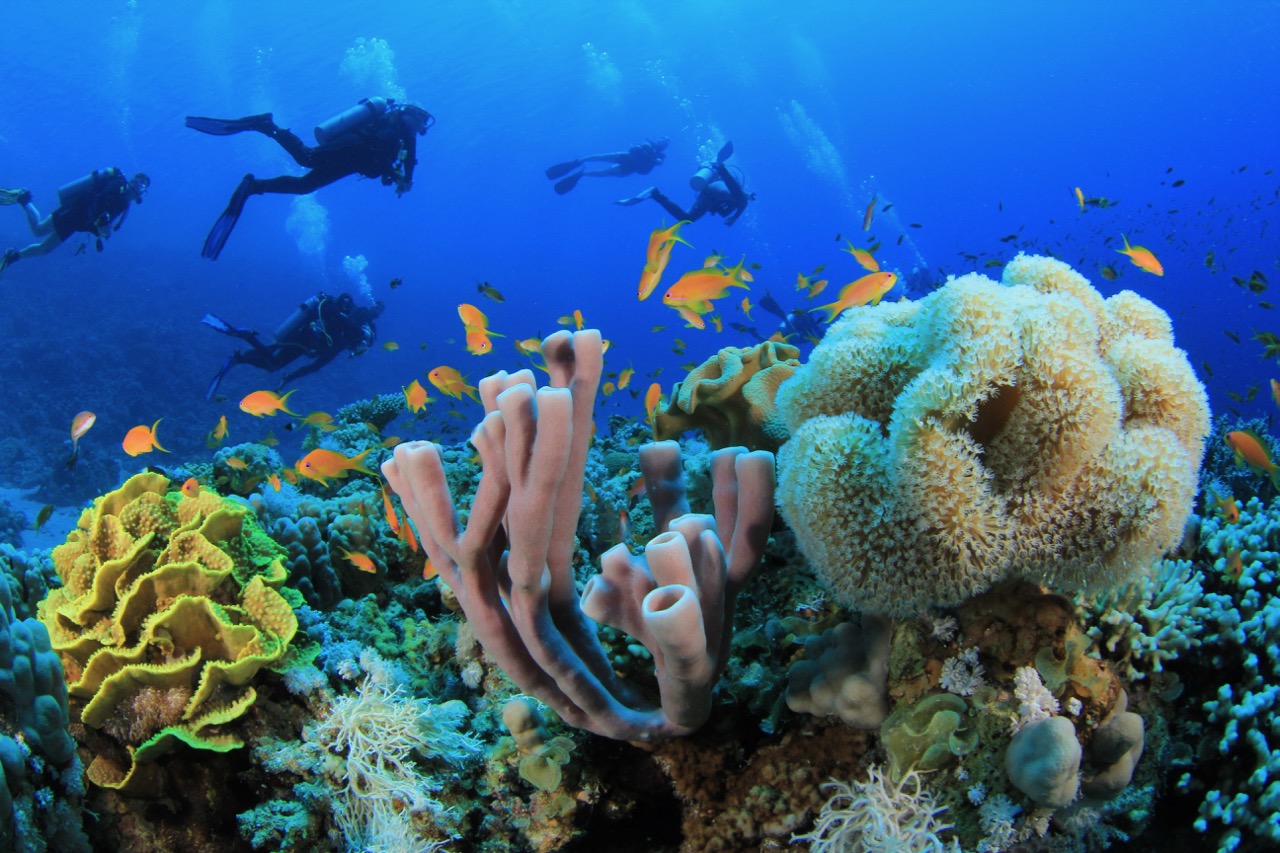 Scuba divers swimming along a colorful coral reef in the Red Sea, another one of the best tropical destinations in August