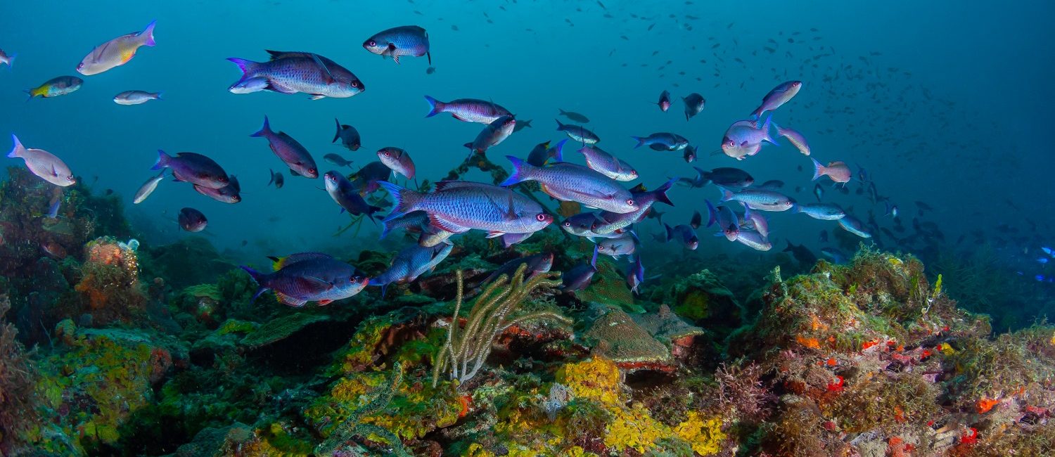 Becoming a Mission Hub: Dive Grenada’s Grand Anse Artificial Reef Project