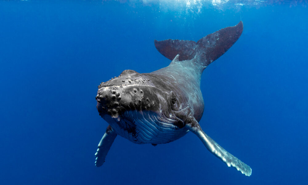 Los 5 mejores destinos de buceo en marzo