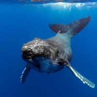A humpack whale looking straight at the camera