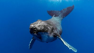 A humpack whale looking straight at the camera