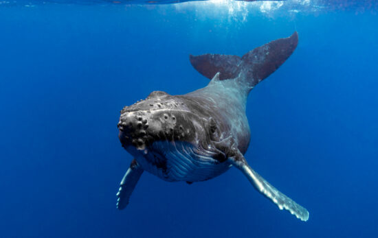 A humpack whale looking straight at the camera