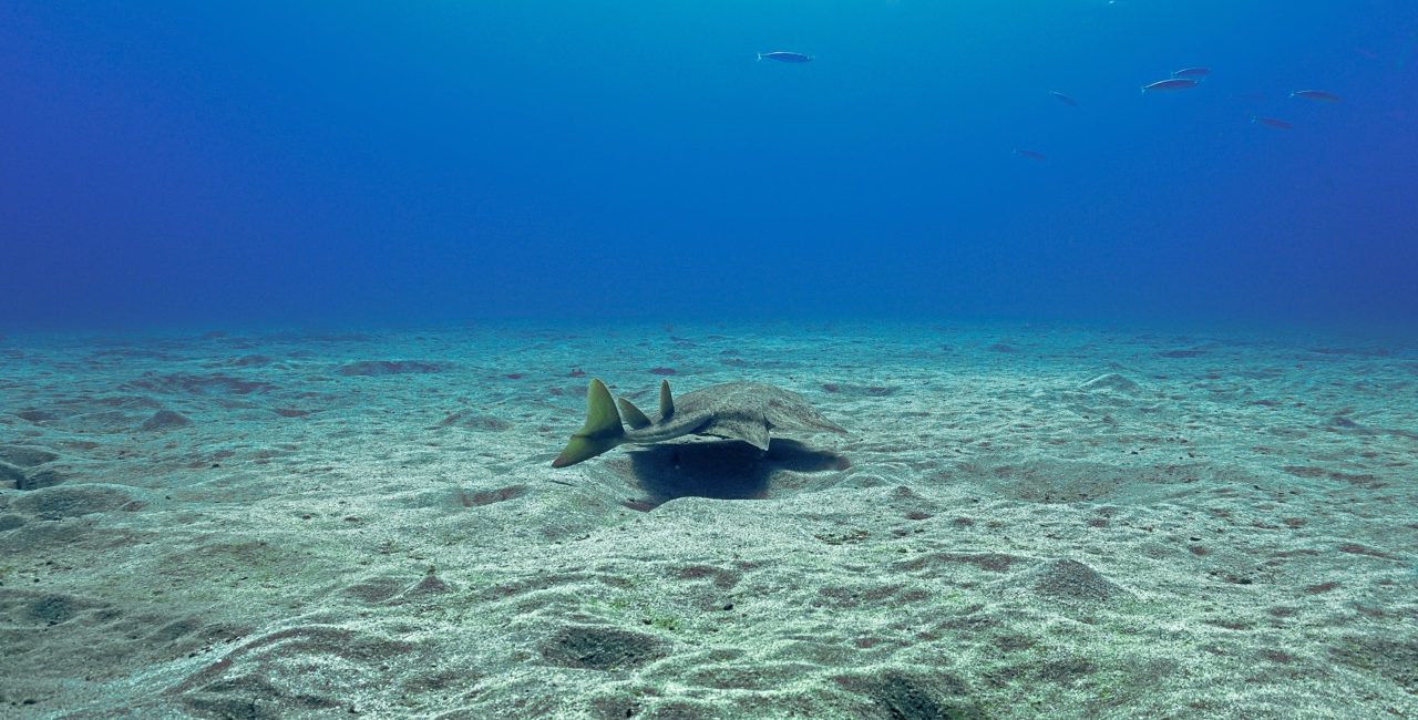 Angel Sharks – Amazing Facts About These Endangered Species!