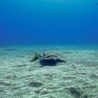 angel shark swimming