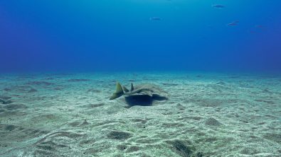 angel shark swimming