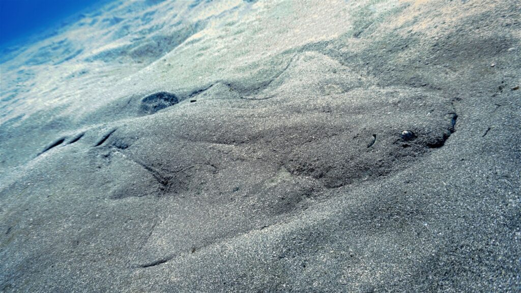 shark in the sand canary islands