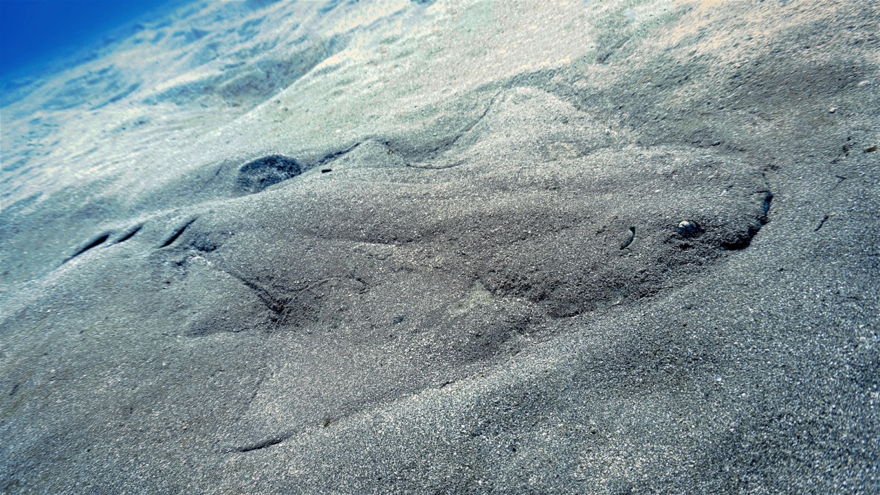 endangered marine life angel shark in the sand canary islands