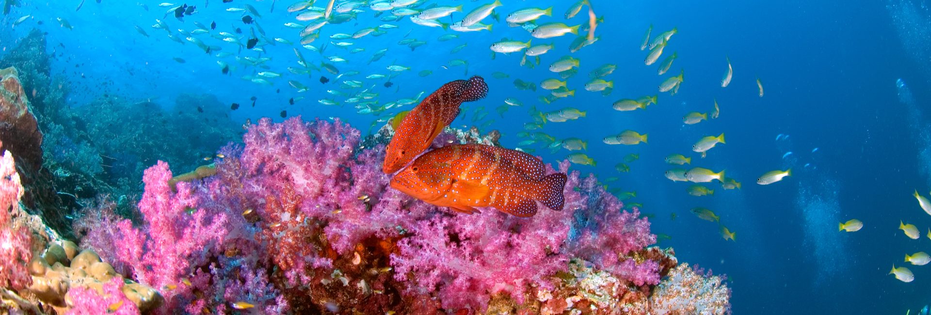 Koh Tao Marine Life: What You Can Expect to See Snorkeling & Scuba Diving