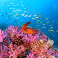reef-coral-underwater-scuba diving